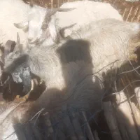۱۰تاکهره ۵تا بره