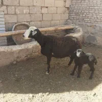 یک راس گوسفنده بردار قیمت۴۲میلیون
