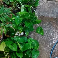 پتوس چماقی ۸۰ و ۱متر|گل و گیاه طبیعی|قم, خداکرم|دیوار