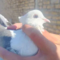 کفتر|پرنده|اصفهان, ارزنان|دیوار