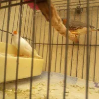 فنج زبرا جفت بالغ جوان آماده جوجه کشیدن|پرنده|بهارستان, |دیوار