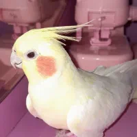 عروس هلندی نر