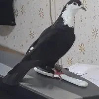 کروباتی افشون