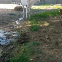 گوساله ماده