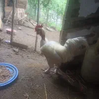 خروس گردن لخت کاکل دار پاپر