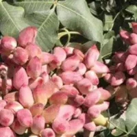 پسته گلدانی اکبری