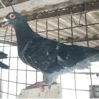 پلاکی|پرنده|لردگان, |دیوار