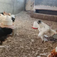 نیمچه جوجه برهما|حیوانات مزرعه|سقز, |دیوار