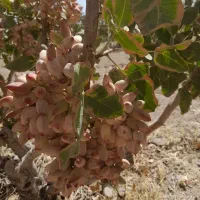 ۱۲۰۰ متر/ باغ پسته/ معاوضه/ساوه روستای پیک|فروش دفتر صنعتی، کشاورزی، تجاری|گلستان (تهران), |دیوار