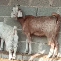 کهر ماده چاق  در جم