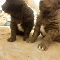 واگذاری ی جفت توله سرخ|سگ|دهاقان, |دیوار