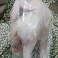 بوقلمون