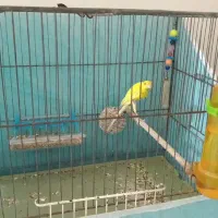 قناری|پرنده|قرچک, زیبا شهر|دیوار