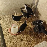 تیمچه گلین لوری