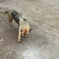 سگ ماده ژرمن