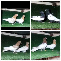 کله زرد کله سرخ و سینه سیاه