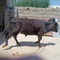 گوساله نر