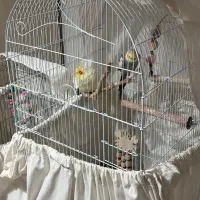 عروس هلندی یک جفت