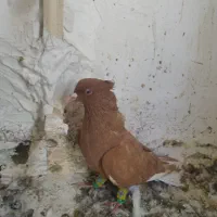 زرد دم سفید نر کاکلی|پرنده|تربتحیدریه, بالا ولایت|دیوار