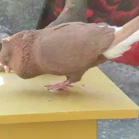 سرخ دم سفید نر