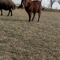 بزغاله افغانی