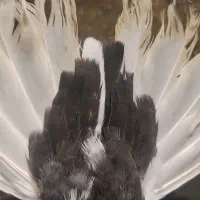 کبو تر بهبهانی