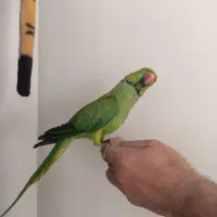 طوطی ملنگوی نر 16ماهه اهلی|پرنده|سهند, |دیوار