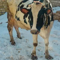 گاو گوساله|حیوانات مزرعه|قیدار, |دیوار