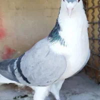 ی بوم واز بومی نروماده بدرنگ