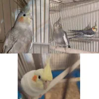 جفت مولد عروس هلندی جوان + دو عدد عروس هلندی بالغ