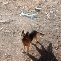 دو عدد ژرمن شیپرد