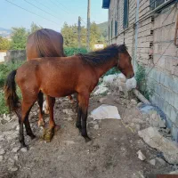 کره اسب نریون ۷ماهه