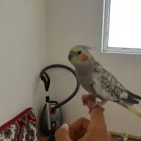 عروس هلندی جفت نرماده