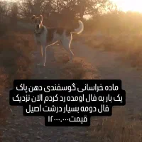 توله ماده خراسانی نگهبان گله|سگ|چناران, |دیوار