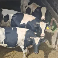 گوساله چاق