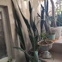 فروش گل های طبیعی زینتی در بدره|گل و گیاه طبیعی|بدره, |دیوار