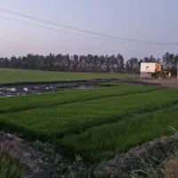 بذر شالی