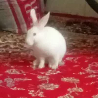 خرگوش فروشی|موش و خرگوش|هشتگرد, هشتگرد قدیم|دیوار