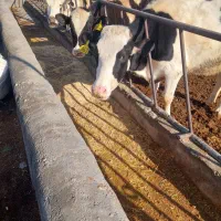 گاو شیری صنعتی درجه یک با گوساله