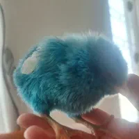 فروش جوجه رنگی