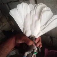 زاغ دم سفید نروماده|پرنده|دوگنبدان, |دیوار