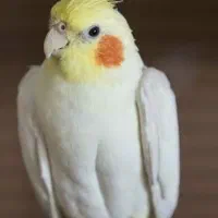 گمشده عروس هلندی