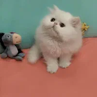 بچه گربه های عروسکی ( مجموعه ایران کتز)|گربه|چالوس, |دیوار