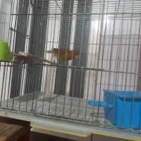 نر سرخ سوخته مست ماده گیرنر۱۲۰۰ماده ۱تومن|پرنده|اندیمشک, |دیوار