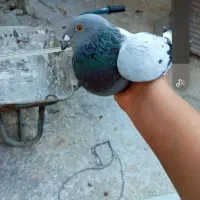 کبوتر پلاکی دوخط نر معاوضه با طوقی نر