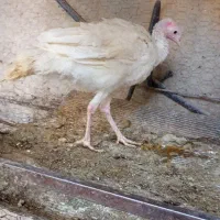 بوقلمون|حیوانات مزرعه|خاش, |دیوار