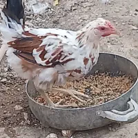 نیمچه خروس گلین|حیوانات مزرعه|پاکدشت, حصار امیر|دیوار