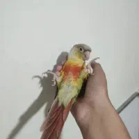 طوطی گیرینچیک دستی بانمک سخنگو|پرنده|تفت, |دیوار