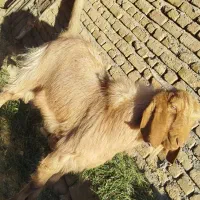 بزغاله دورگ نر چاق براکشتن وتخمی عالیه|حیوانات مزرعه|خواف, |دیوار