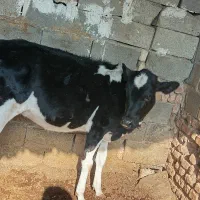گوساله دورگ ماده